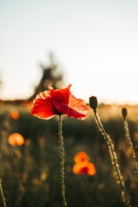 Red poppy flower in a field at sunset