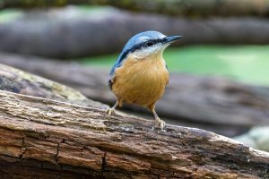 A small bird with blue and orange feathers sits on a branch